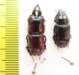 Ceruchus atavus, pair  Pakistan  19mm - INSECTS-STORE.RU