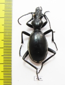 Anthia aemiliana  South Africa Rep. - INSECTS-STORE.RU