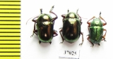 Chrysomelidae sp.  South Africa Rep. - INSECTS-STORE.RU