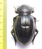 Psammodes sulcicollis  Zambia 60mm - INSECTS-STORE.RU