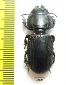 Carabidae sp.  South Africa Rep. - INSECTS-STORE.RU