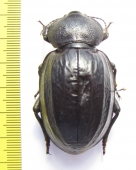 Psammodes sulcicollis  Zambia 56mm - INSECTS-STORE.RU