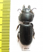 Carabidae sp.  South Africa Rep. - INSECTS-STORE.RU