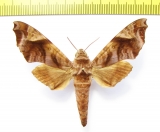 Sphingidae sp.  Thailand - INSECTS-STORE.RU