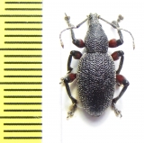 Curculionidae sp.  Croatia - INSECTS-STORE.RU