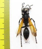 Hymenoptera sp.  South Africa Rep. - INSECTS-STORE.RU