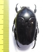 Lomaptera sp.  Indonesia, Sumatra - INSECTS-STORE.RU