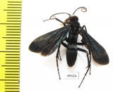 Hymenoptera sp.  South Africa Rep. - INSECTS-STORE.RU