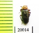 Ptilodactylidae sp.  Indonesia, Sumatra - INSECTS-STORE.RU