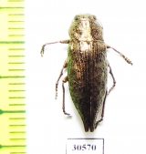 Dicerca sp.  Canada - INSECTS-STORE.RU