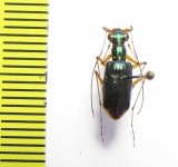 Cicindelinae sp.  Indonesia, Sulawesi - INSECTS-STORE.RU