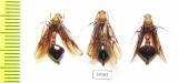 Ichneumonoidea sp.  Malaysia, Borneo - INSECTS-STORE.RU