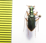 Cicindelinae sp.  Indonesia, Sulawesi - INSECTS-STORE.RU