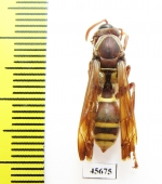 Hymenoptera sp.  South Africa Rep. - INSECTS-STORE.RU