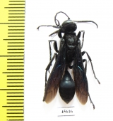 Hymenoptera sp.  South Africa Rep. - INSECTS-STORE.RU