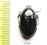 Charadronota quadrisignata  Cote d'Ivoire - INSECTS-STORE.RU