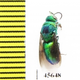 Chrysididae sp.  South Africa Rep. - INSECTS-STORE.RU