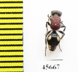 Mutillidae sp.  South Africa Rep. - INSECTS-STORE.RU