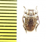 Dichostates trilineatus  Ethiopia - INSECTS-STORE.RU