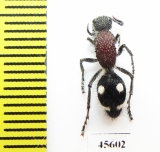 Mutillidae sp.  South Africa Rep. - INSECTS-STORE.RU