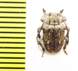 Dichostates trilineatus  Ethiopia - INSECTS-STORE.RU