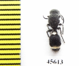 Mutillidae sp.  South Africa Rep. - INSECTS-STORE.RU