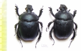 Enoplotrupes variicolor, female  China - INSECTS-STORE.RU
