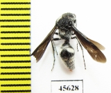 Mutillidae sp.  South Africa Rep. - INSECTS-STORE.RU