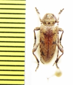 Aderpas pauper  Ethiopia - INSECTS-STORE.RU