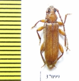 Cerambycidae sp.  South Africa Rep. - INSECTS-STORE.RU