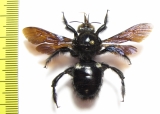 Hymenoptera, Xylocopa sp.  South Africa Rep. - INSECTS-STORE.RU