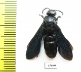 Scoliidae sp.  South Africa Rep. - INSECTS-STORE.RU