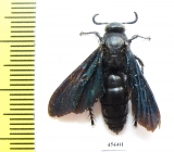 Scoliidae sp.  South Africa Rep. - INSECTS-STORE.RU