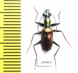 Carabidae sp.  Indonesia, Kalimantan - INSECTS-STORE.RU