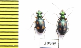 Carabidae sp.  Indonesia, Kalimantan - INSECTS-STORE.RU