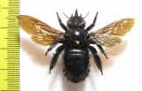 Hymenoptera, Xylocopa sp.  Colombia - INSECTS-STORE.RU