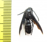 Scoliidae sp.  South Africa Rep. - INSECTS-STORE.RU