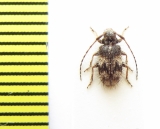 Exocentrus sp.  Ethiopia - INSECTS-STORE.RU