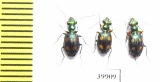 Carabidae sp.  Indonesia, Kalimantan - INSECTS-STORE.RU