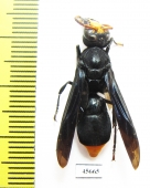 Hymenoptera sp.  South Africa Rep. - INSECTS-STORE.RU