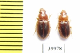 Carabidae sp.  Cuba - INSECTS-STORE.RU