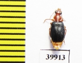 Carabidae sp.  Cuba - INSECTS-STORE.RU