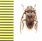 Acartus biplagiatus  Ethiopia - INSECTS-STORE.RU