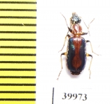 Carabidae sp.  Argentina - INSECTS-STORE.RU