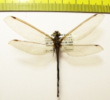 Ascalaphidae sp.  India, Assam - INSECTS-STORE.RU