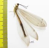 Myrmeleontidae sp.  South Africa Rep. - INSECTS-STORE.RU