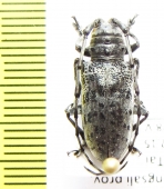 Anoplophora beryllina  Laos - INSECTS-STORE.RU