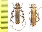 Xystrocera dispar, pair  Ethiopia - INSECTS-STORE.RU