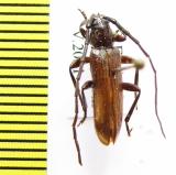 Metallyra nitidicollis  Ethiopia - INSECTS-STORE.RU