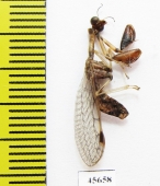 Mantispidae sp.  South Africa Rep. - INSECTS-STORE.RU